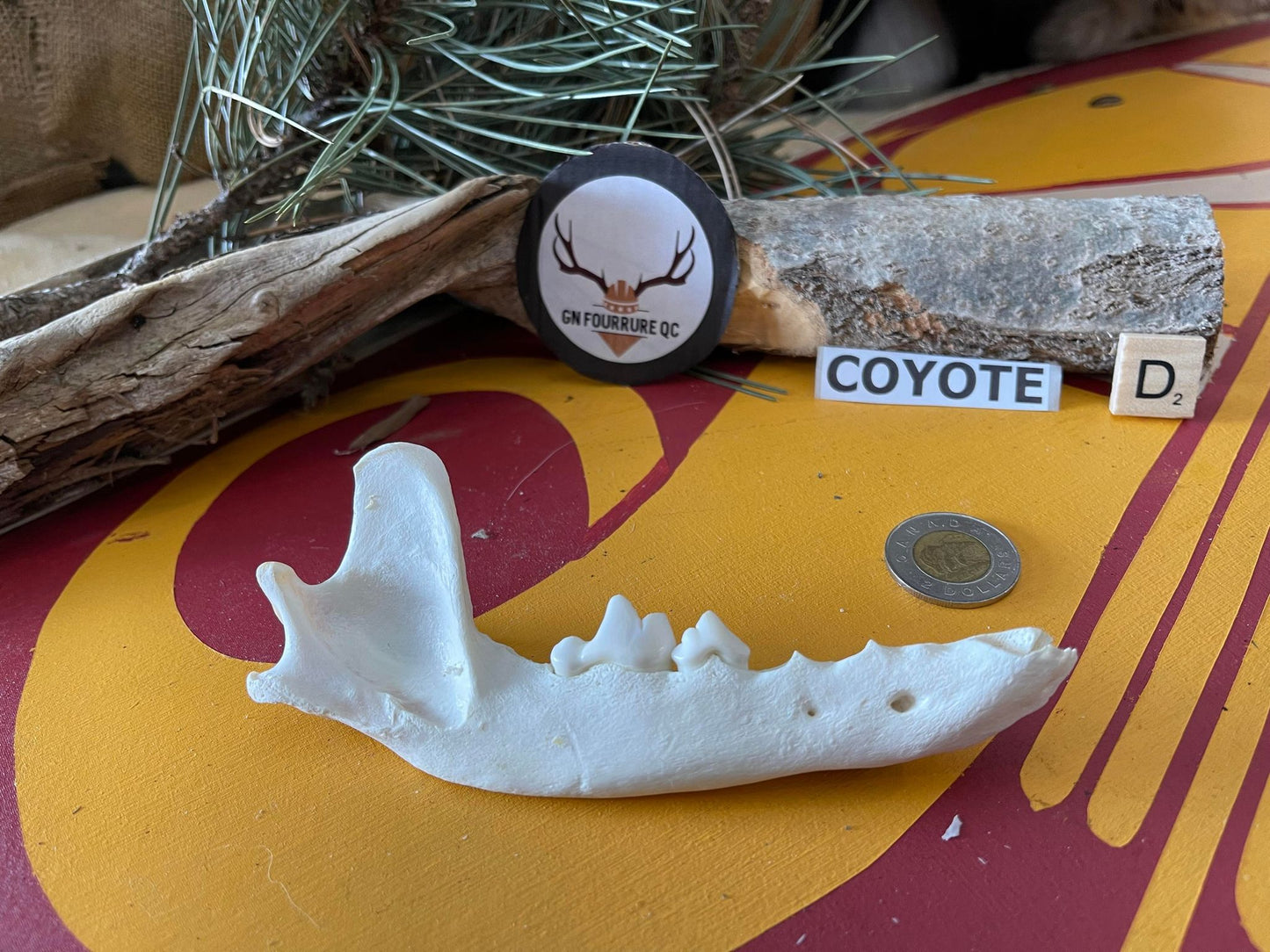 Mâchoires de coyote