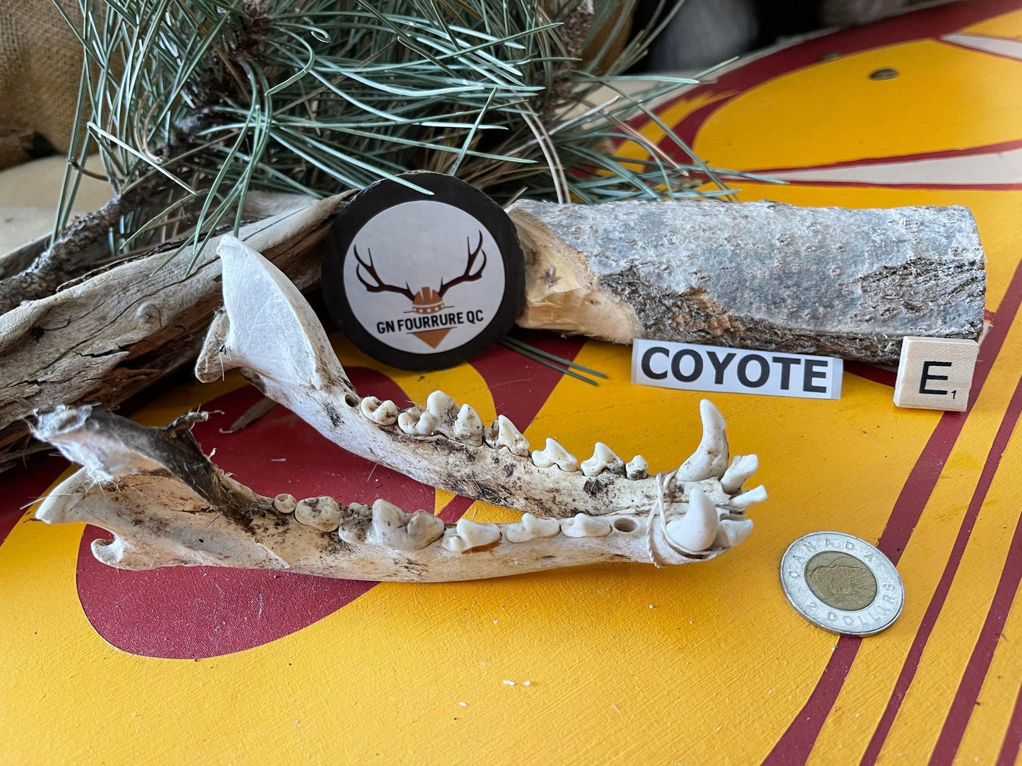 Mâchoires de coyote