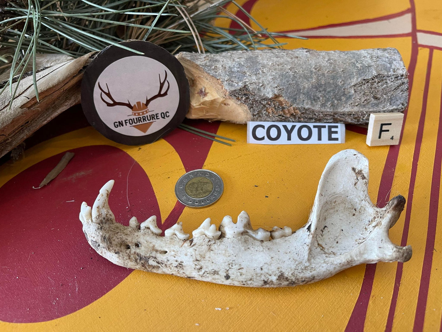 Mâchoires de coyote