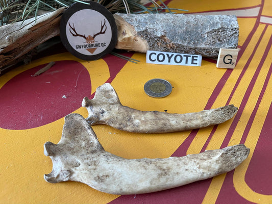 Natural Coyote Jaw Without Teeth