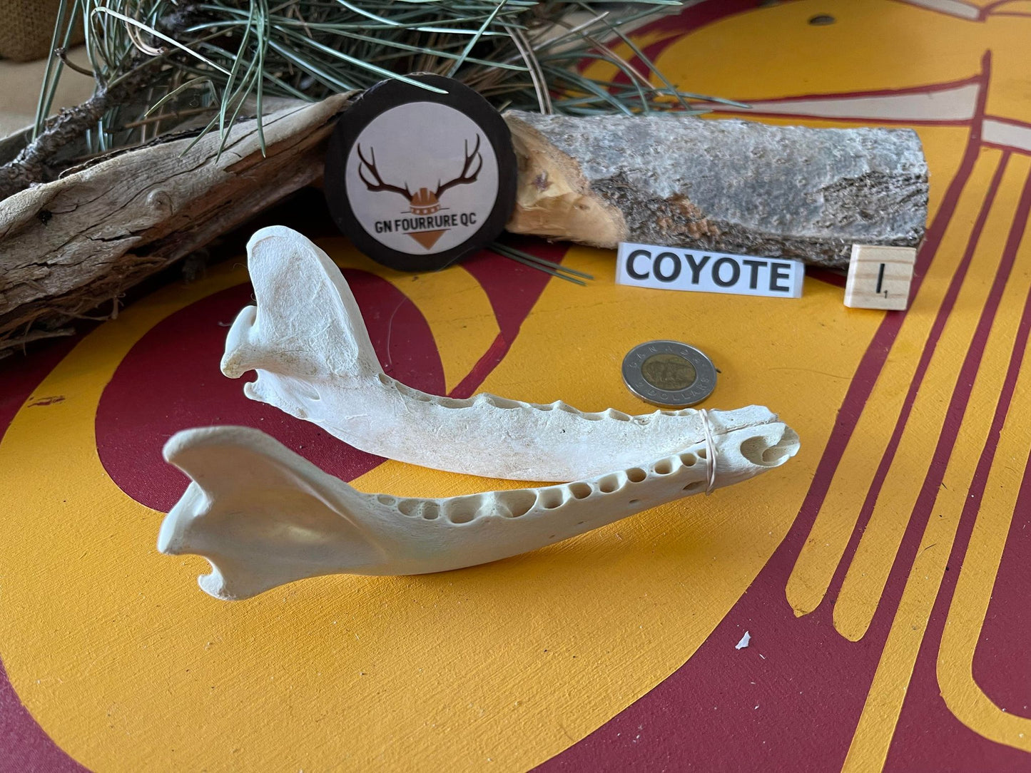 Mâchoires de coyote