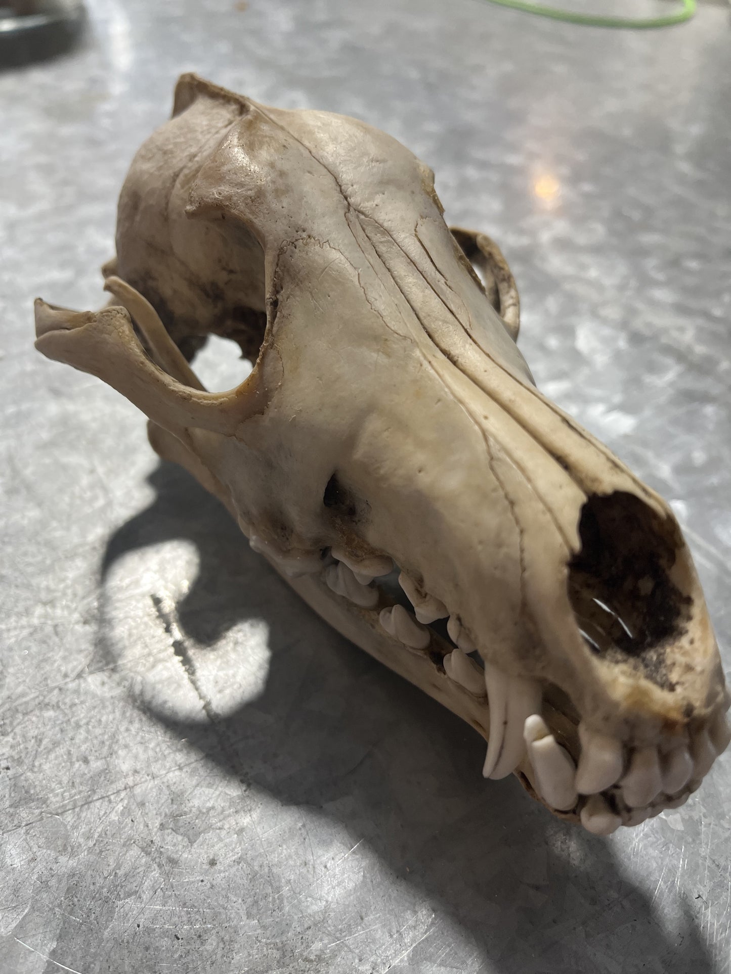 Crâne de coyote complet, non blanchi
