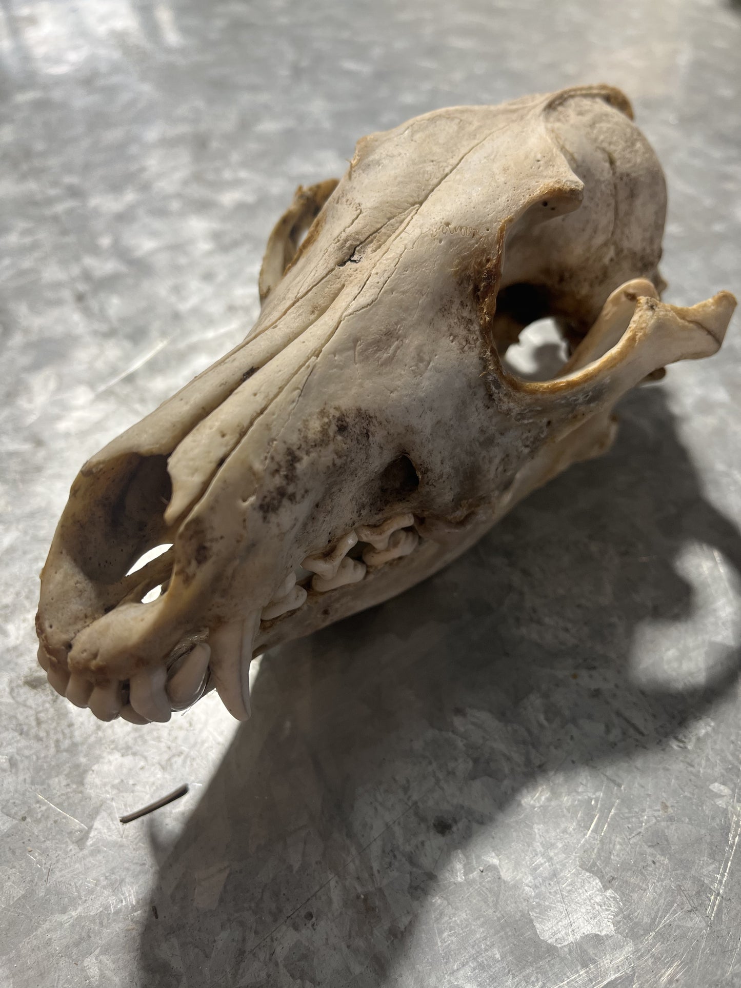 Crâne de coyote complet, non blanchi