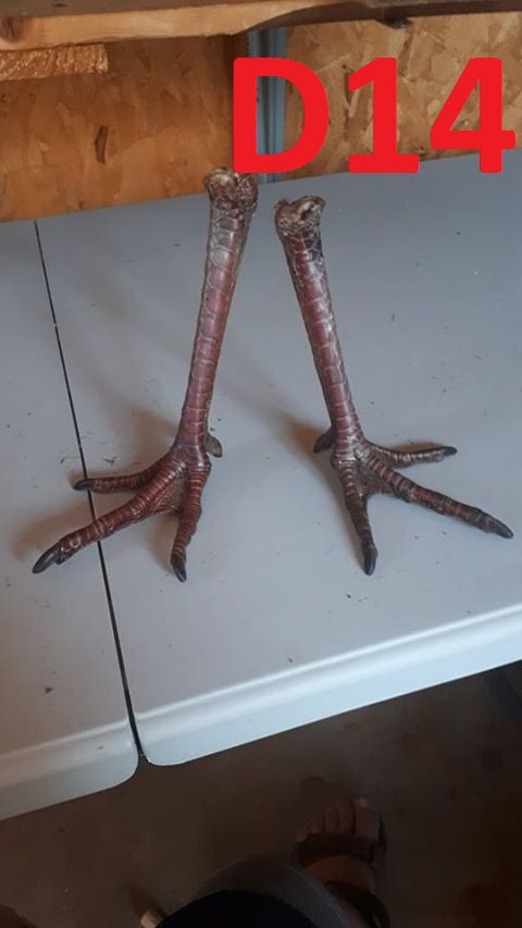 Pieds de dinde sauvage