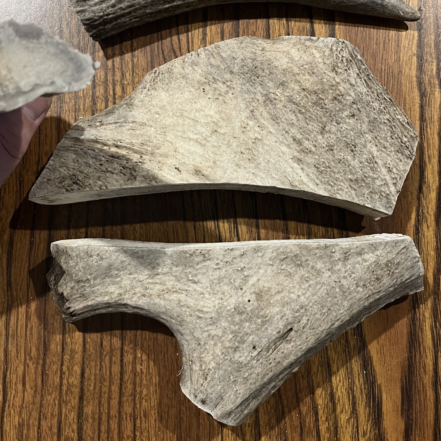 Plume d'élan pour grand chien