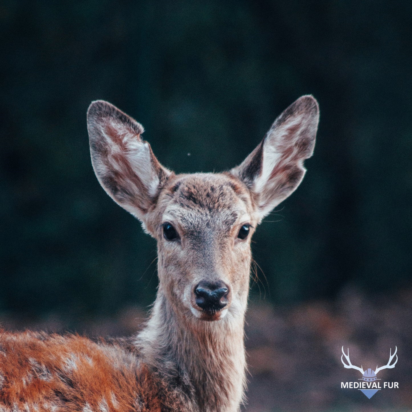 Deer Ears