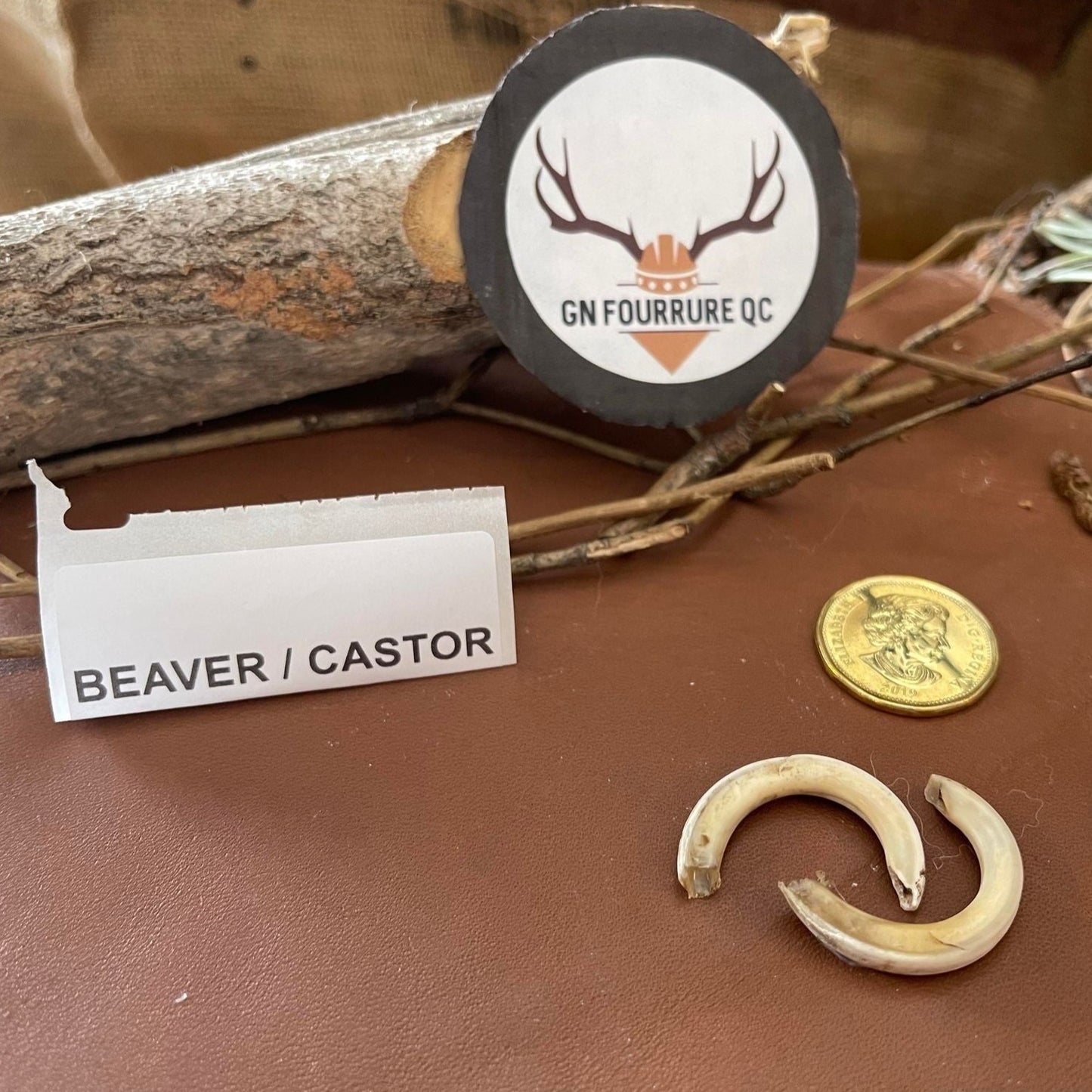 Natural Beaver Teeth and Fangs