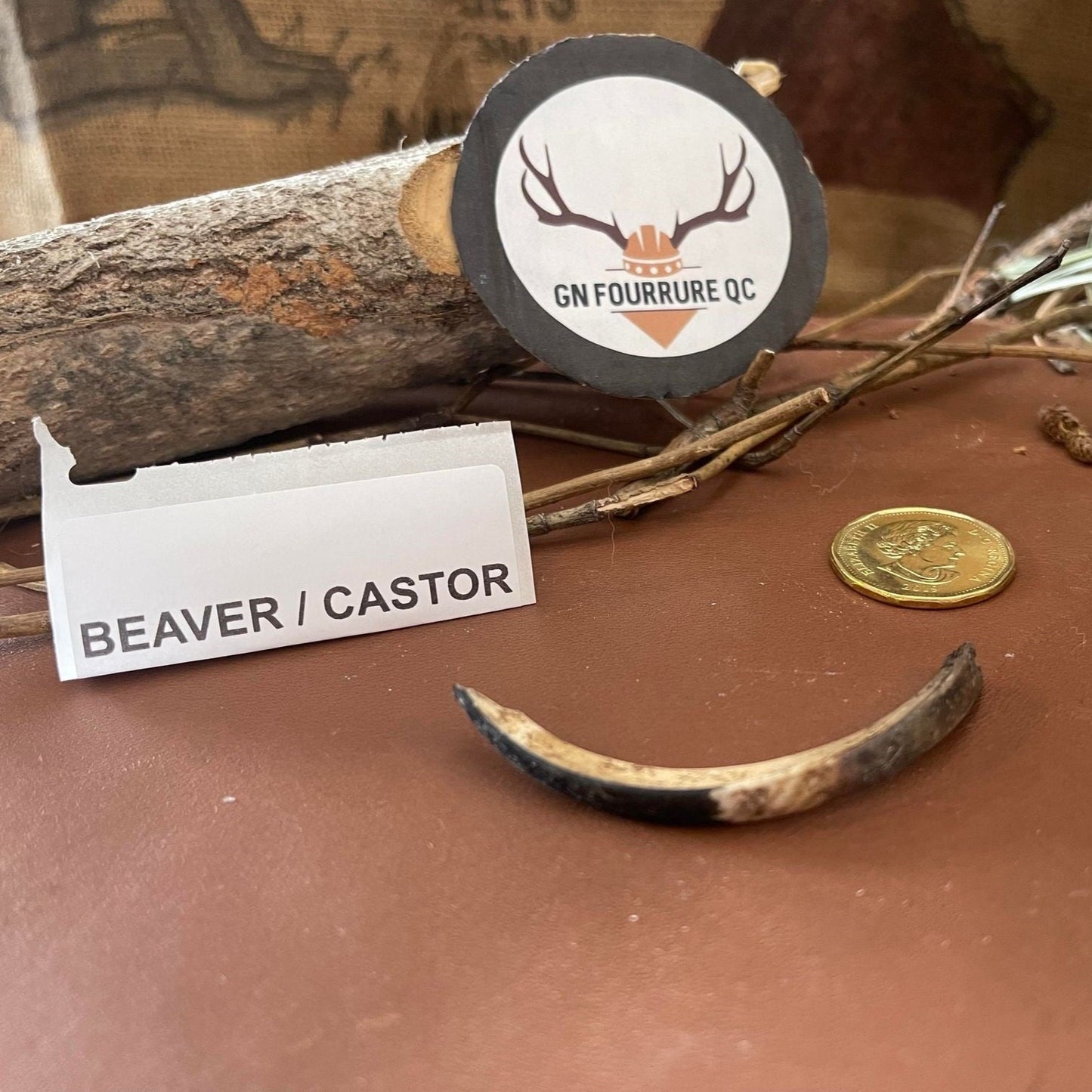 Dents et crocs naturels de castor