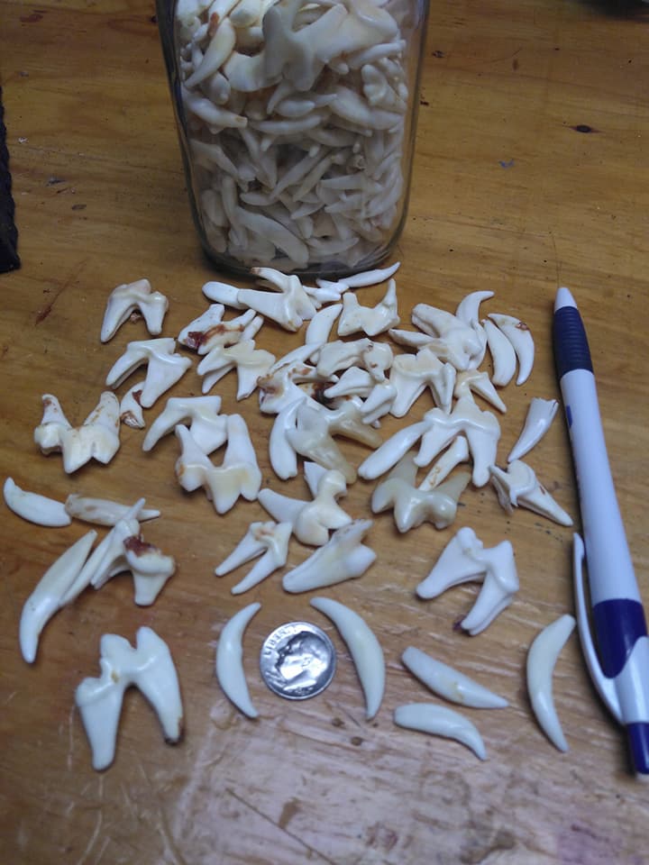 Coyote Teeth and Fangs
