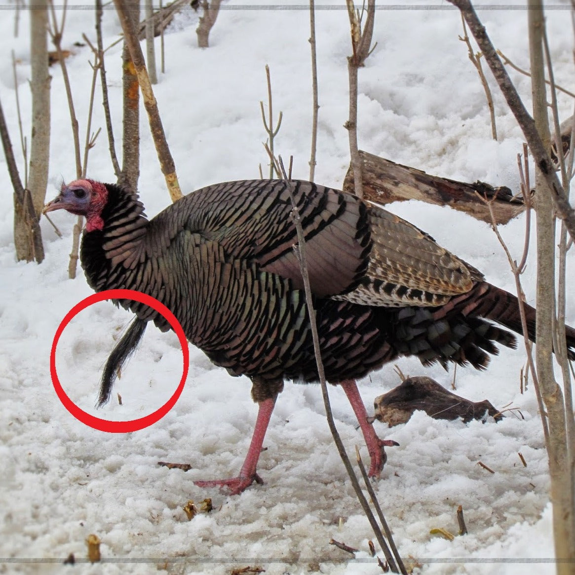 Turkey Goatee
