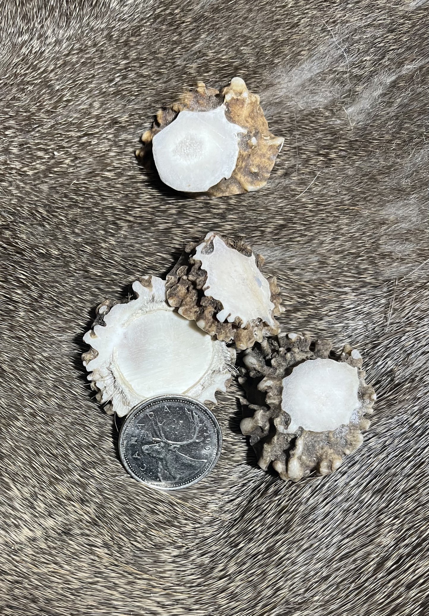 Deer Antler Slices, Burr