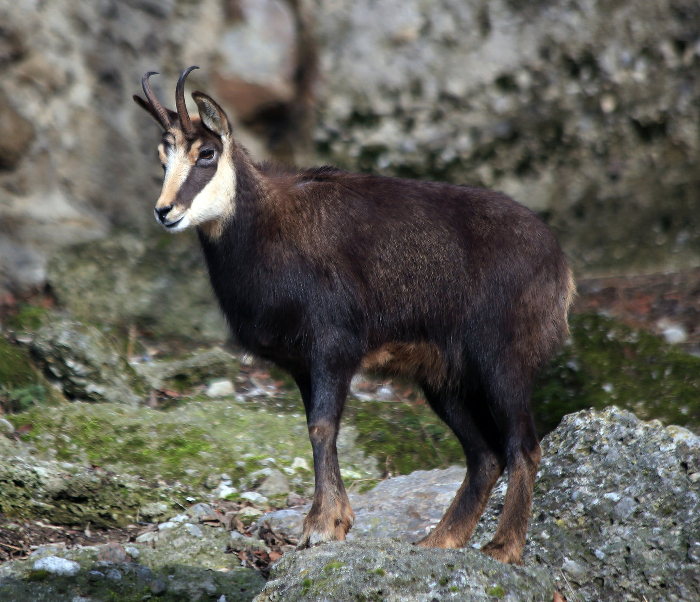 Cornes de chèvre de montagne, noires
