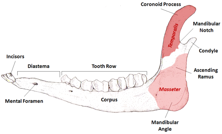 Deer Jawbones (quantité)