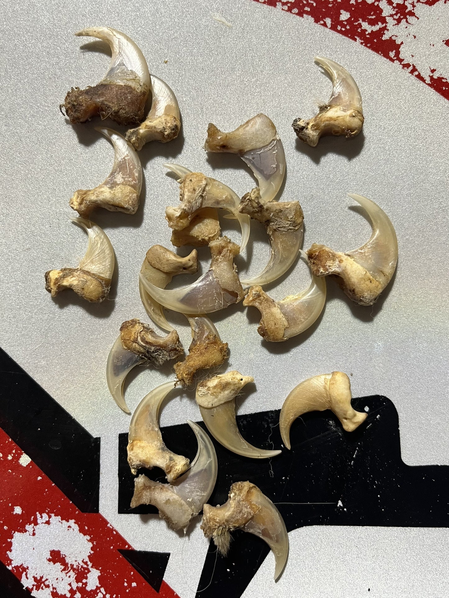 Lynx Claws