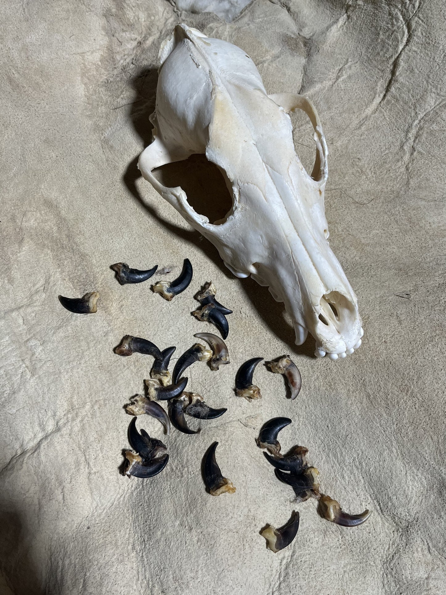 Griffe de coyote de deuxième qualité
