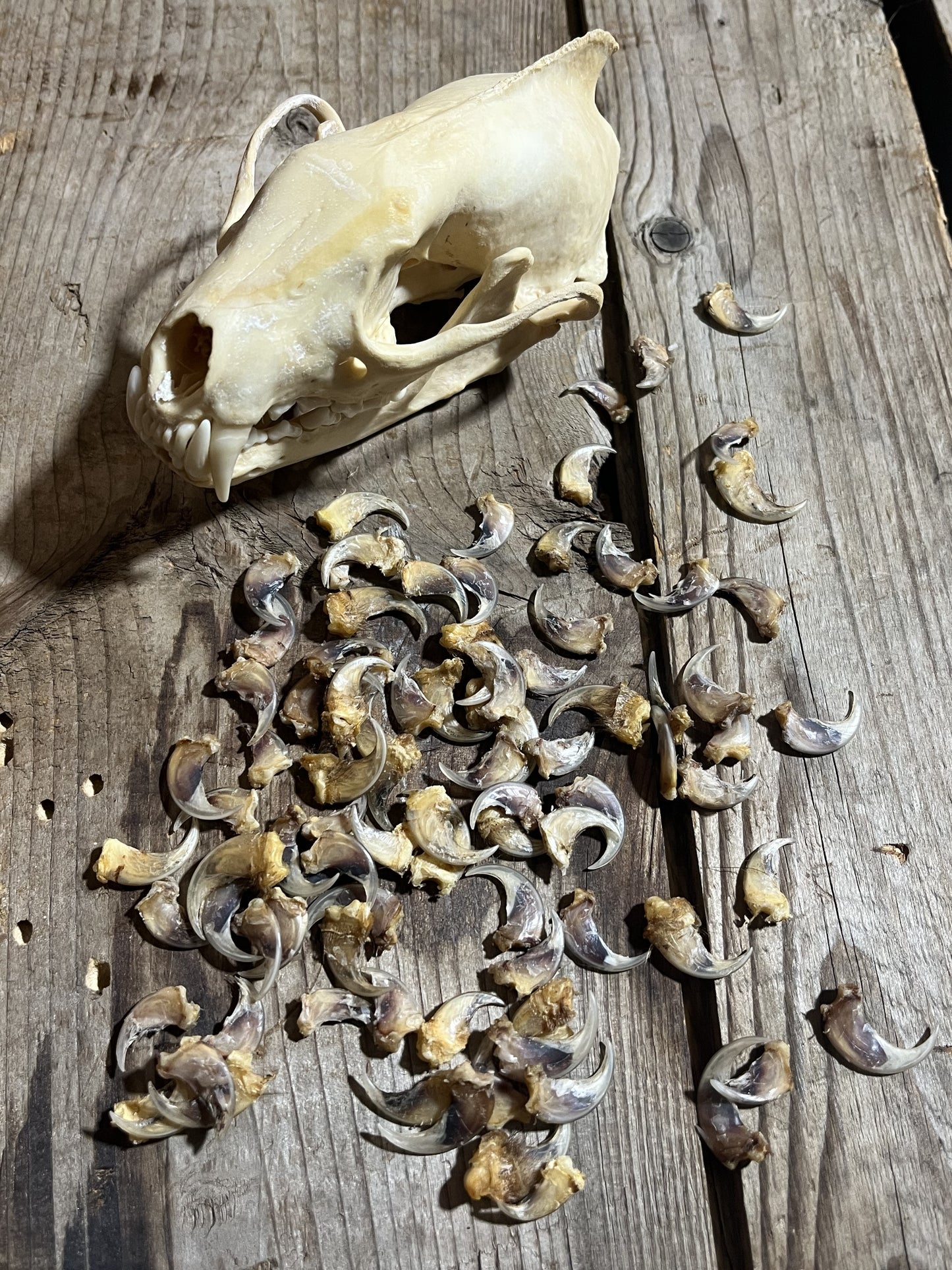 Griffe de pêcheur