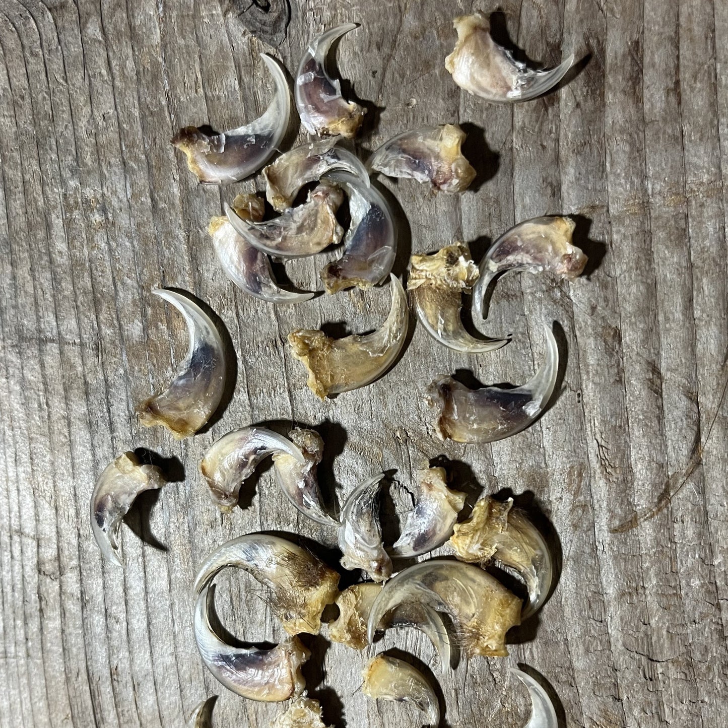 Griffe de pêcheur