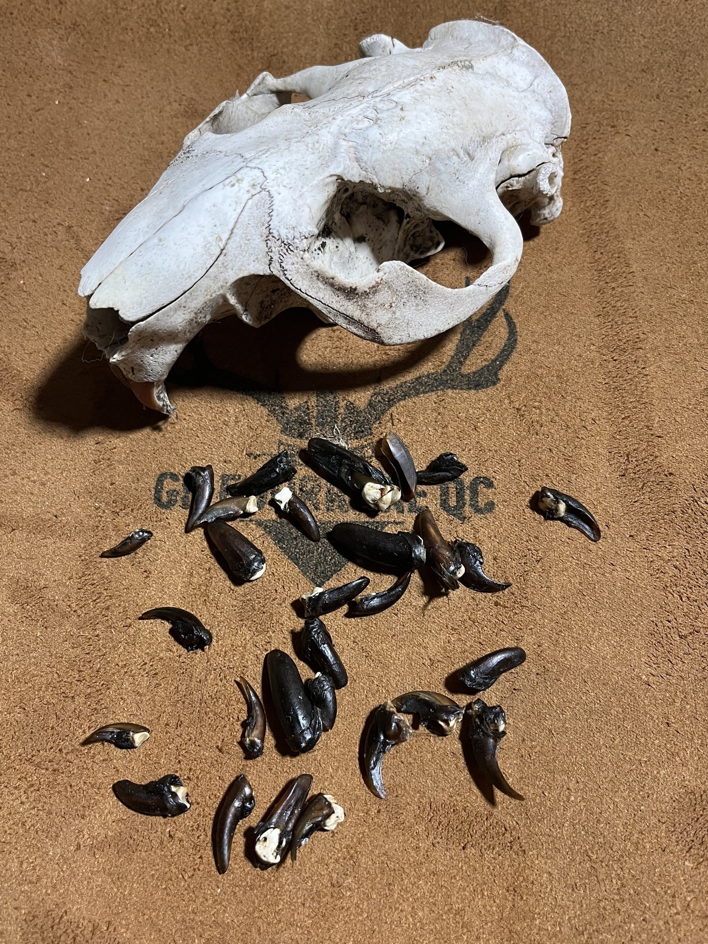 Beaver Claws Premium