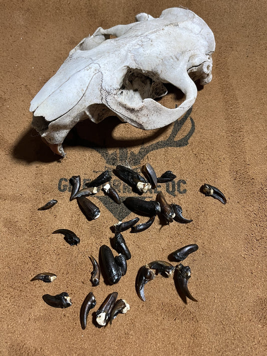 Beaver Claws Premium