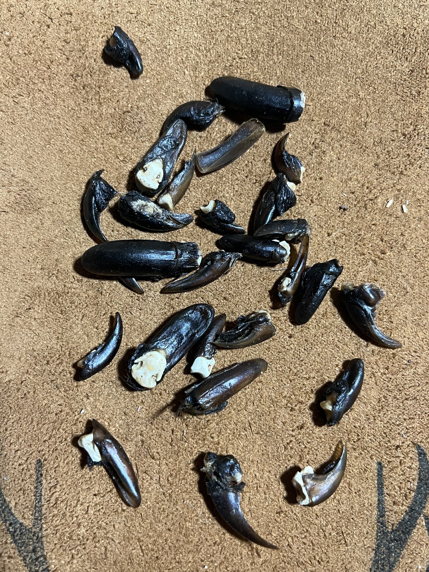 Beaver Claws Premium