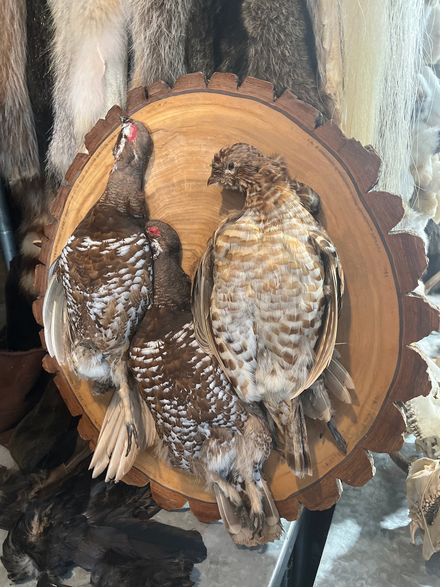 Partridge Wall Mount