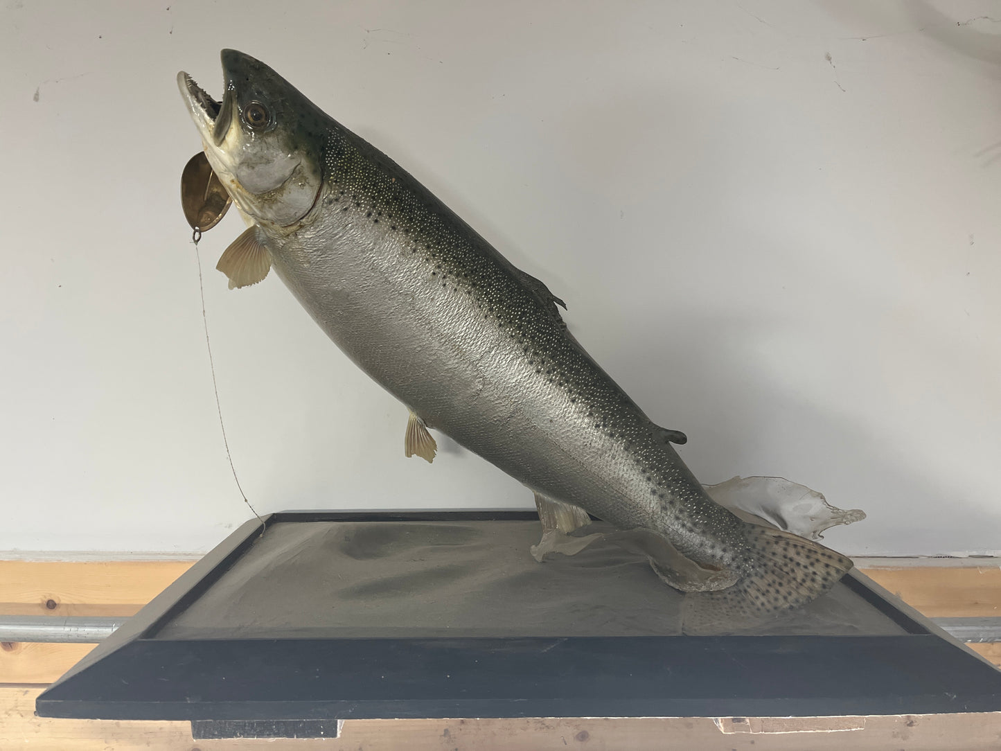Taxidermie de l'omble de fontaine