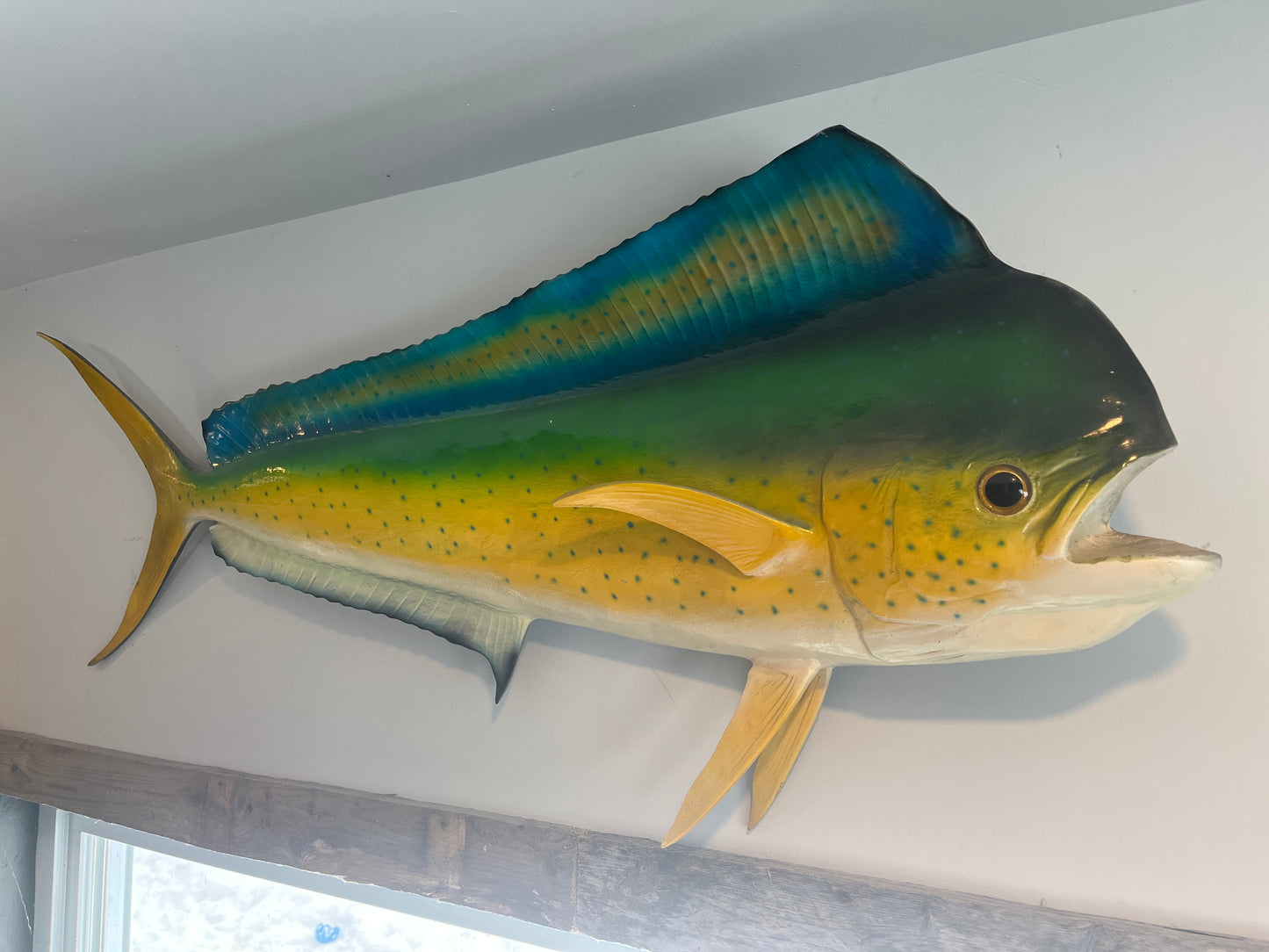 Monture de trophée Mahi-Mahi