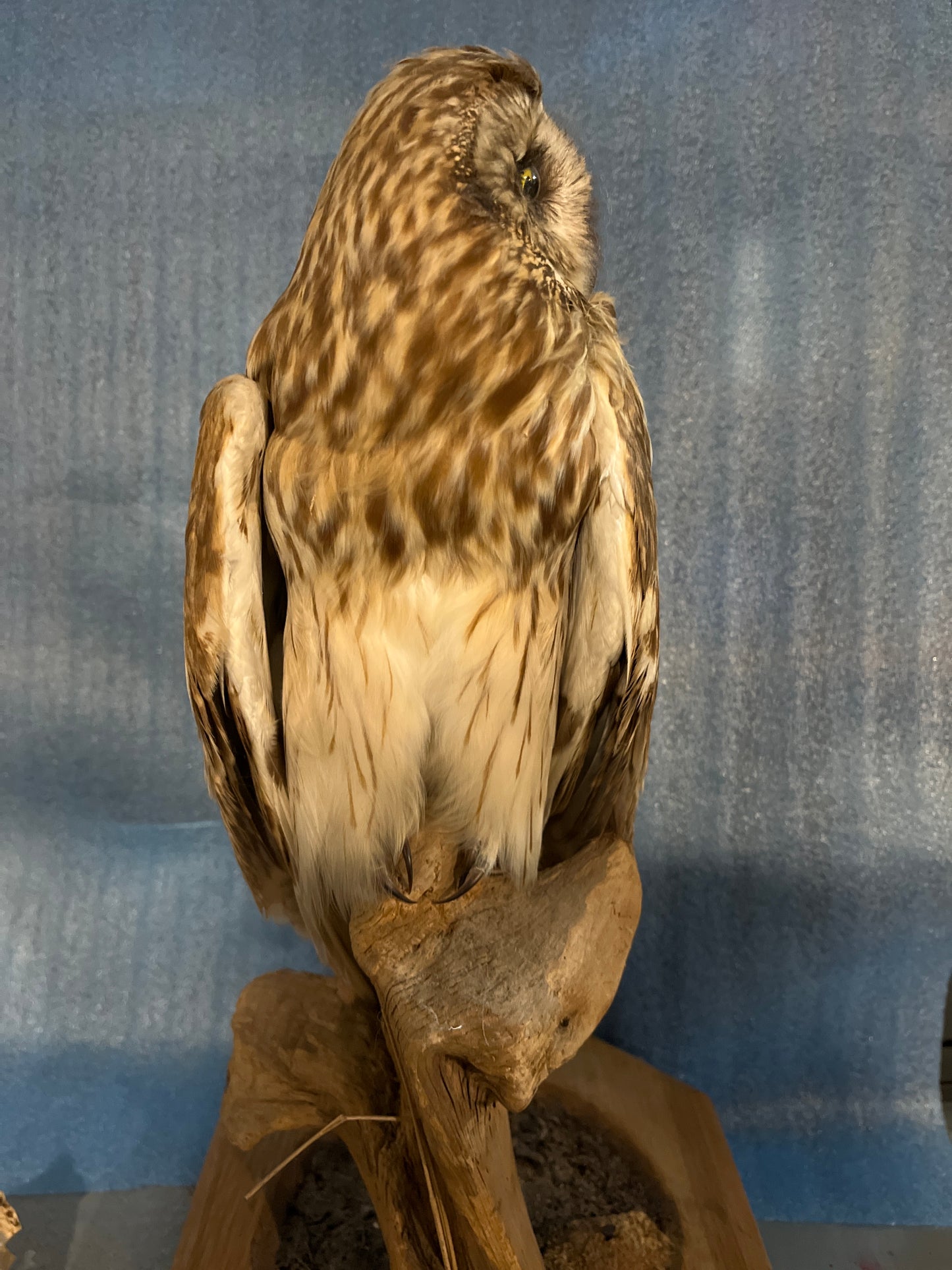 Trophée du hibou des marais