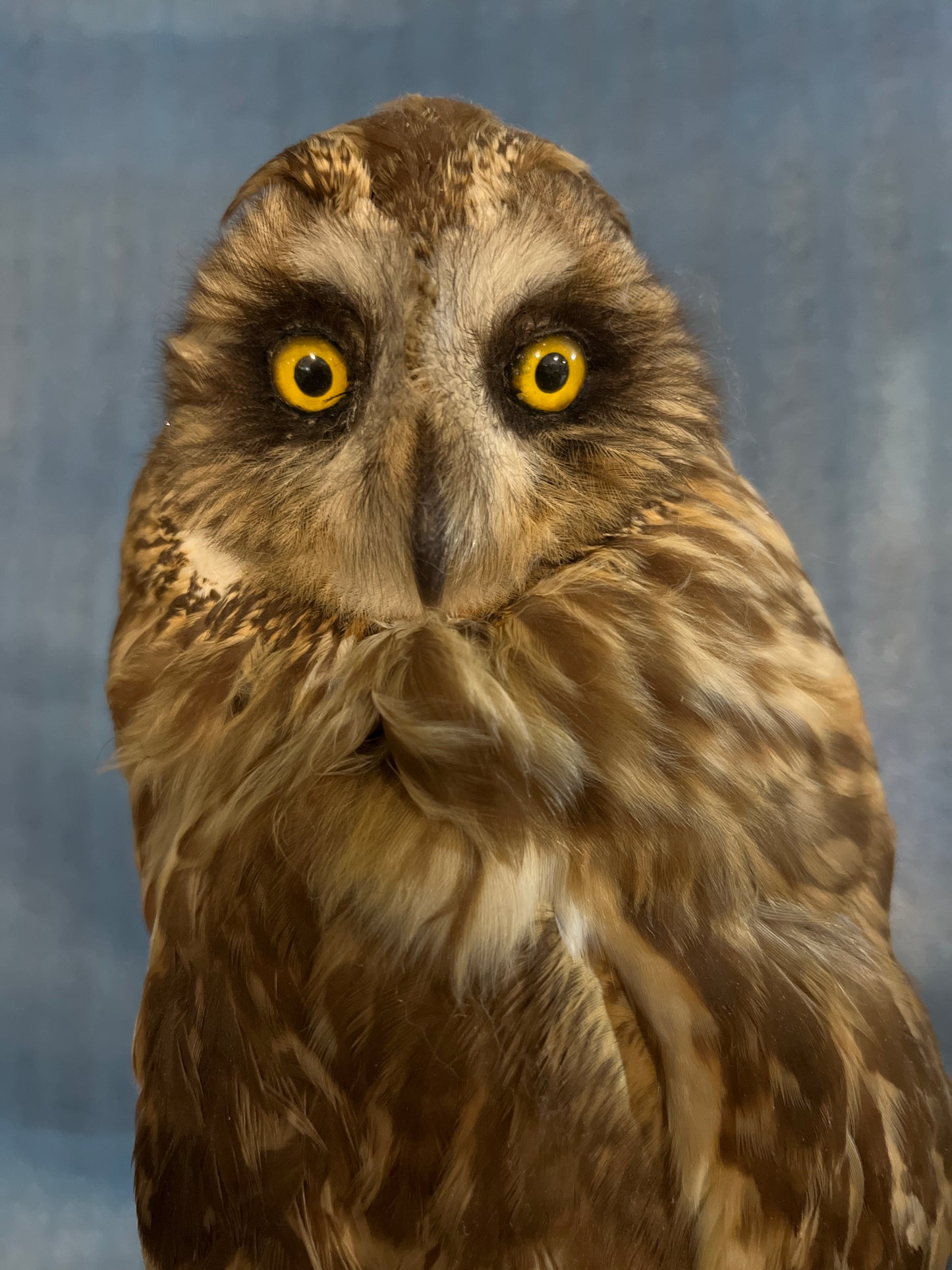 Trophée du hibou des marais