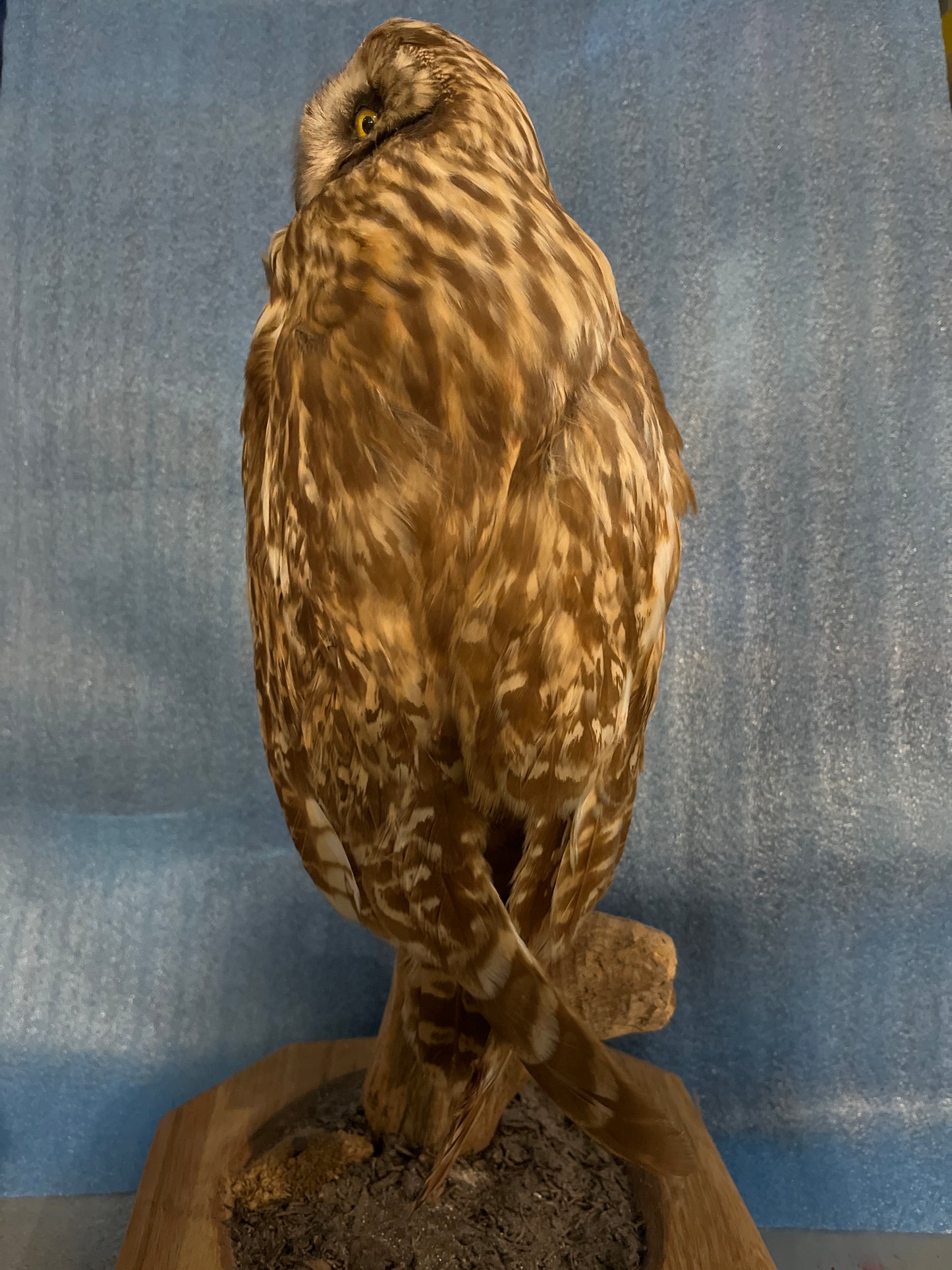Trophée du hibou des marais