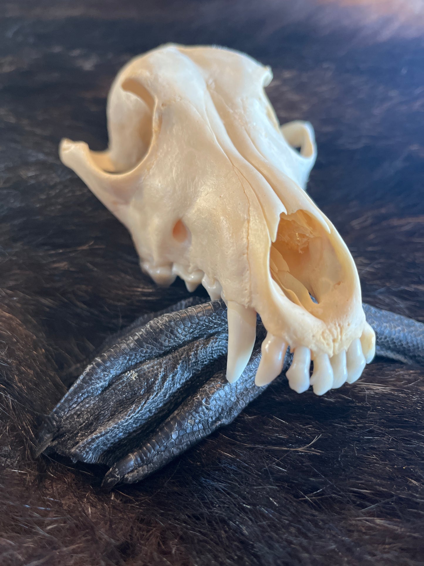 Coyote blanchi sans mâchoire