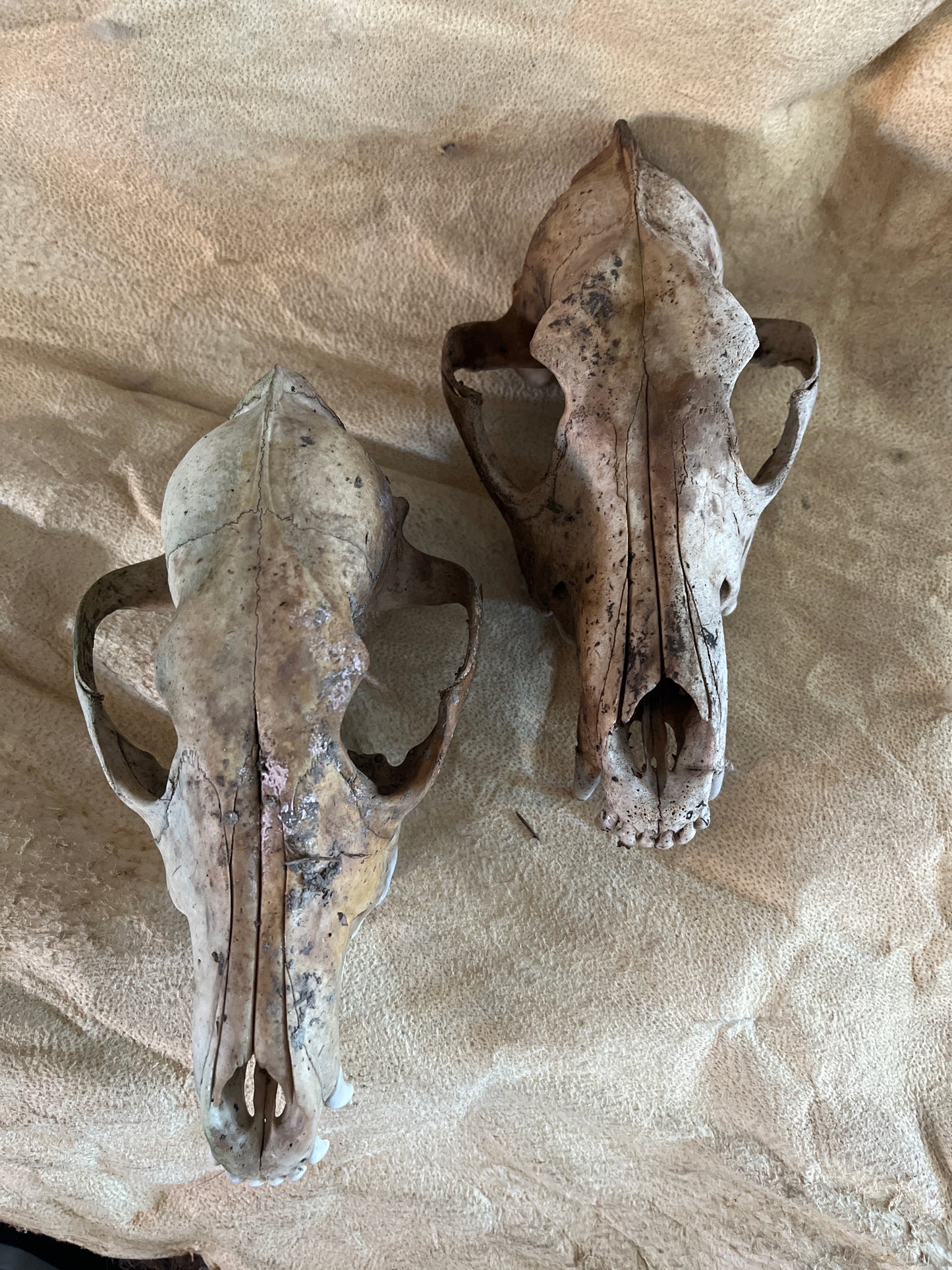 Coyote naturel sans mâchoire