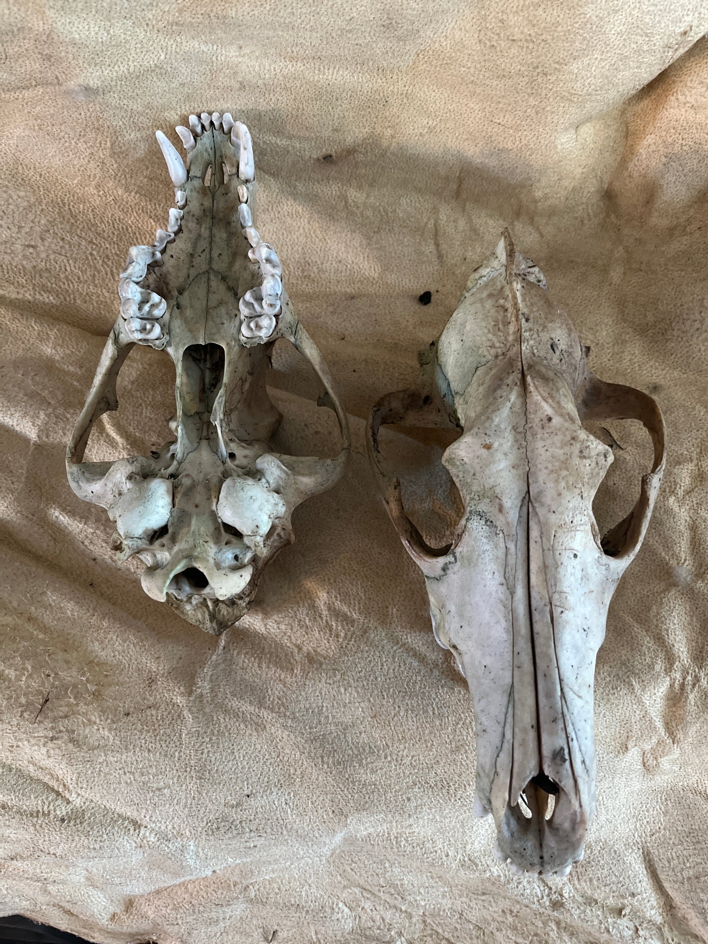 Coyote naturel sans mâchoire