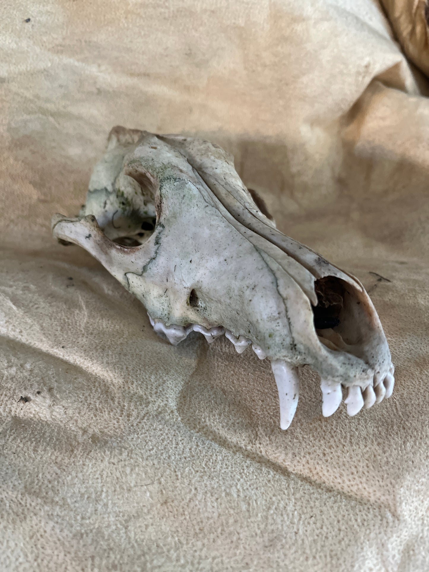Coyote naturel sans mâchoire