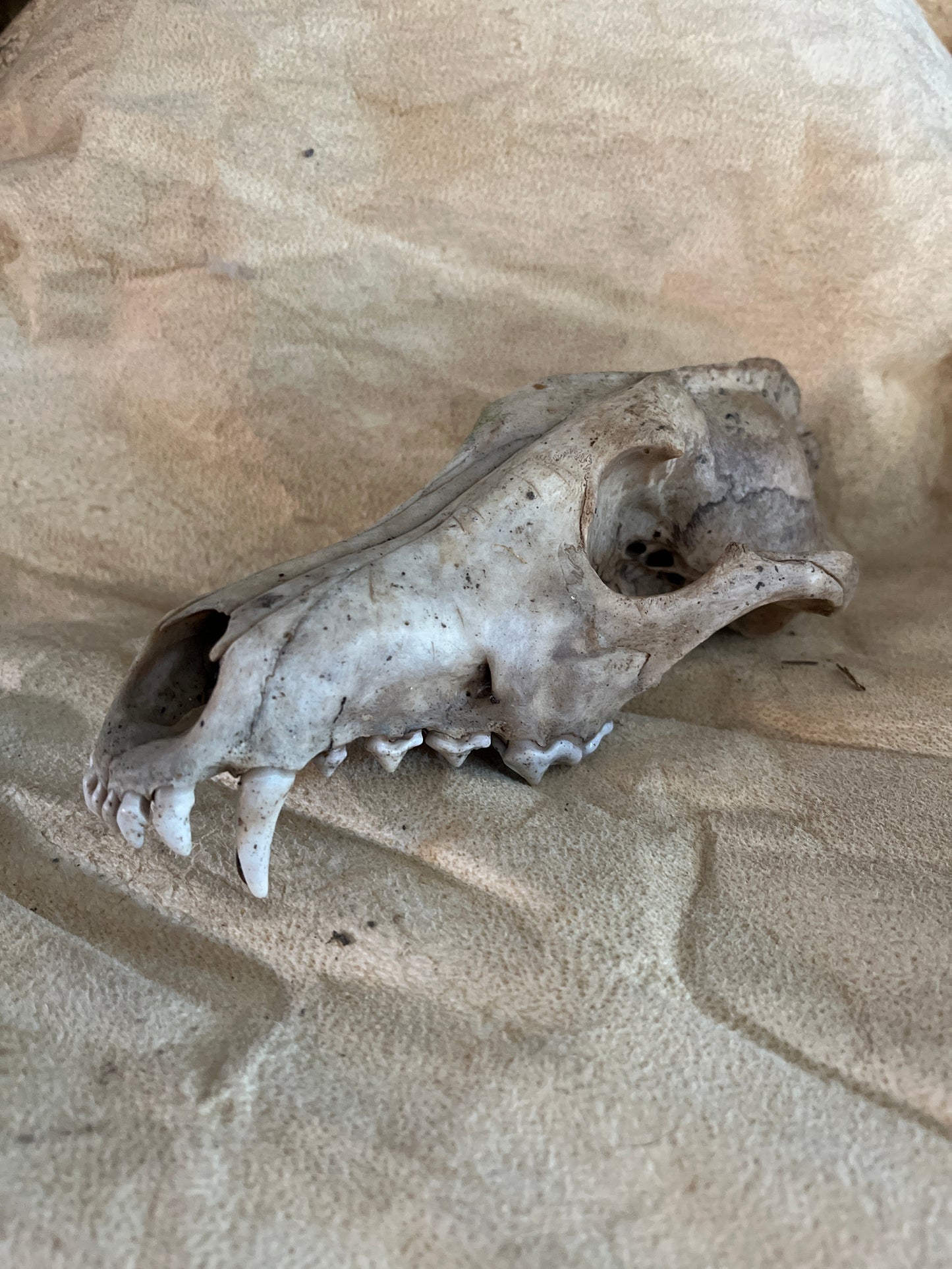 Coyote naturel sans mâchoire