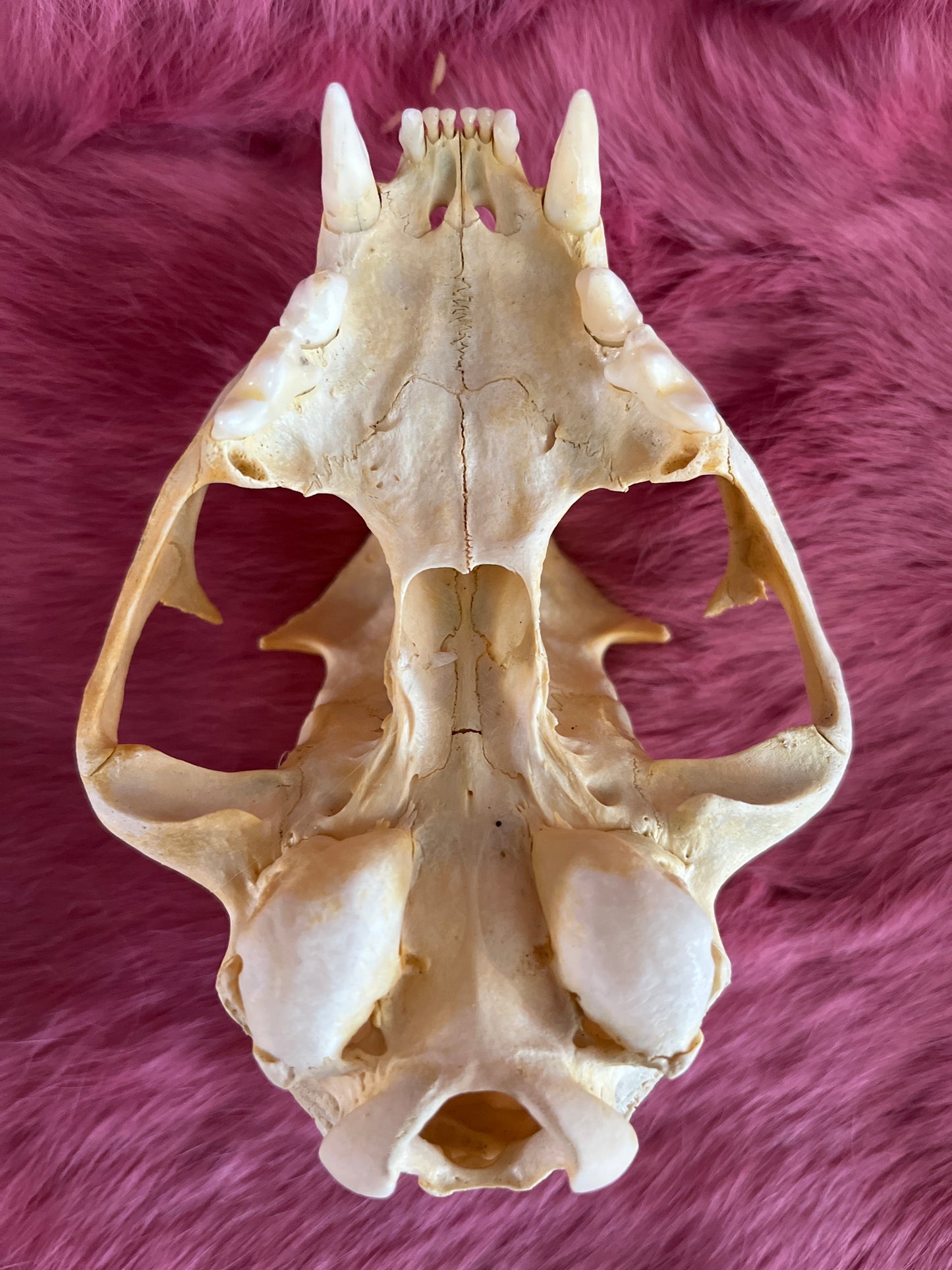 Lynx Skull, Bleached Without Jaw