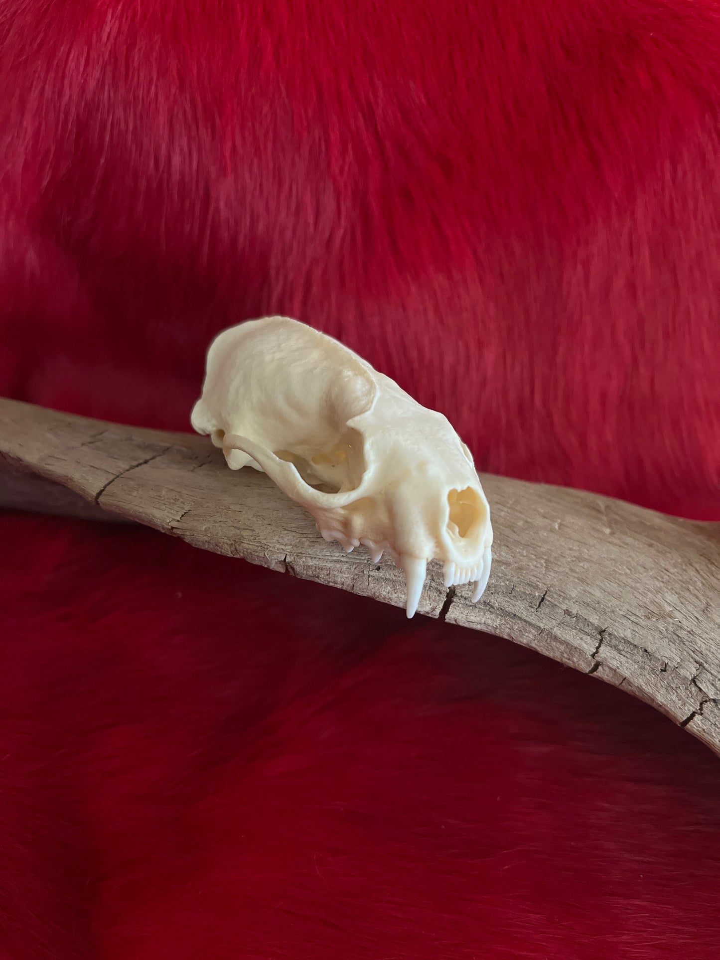 Mink Skull Without Jaw