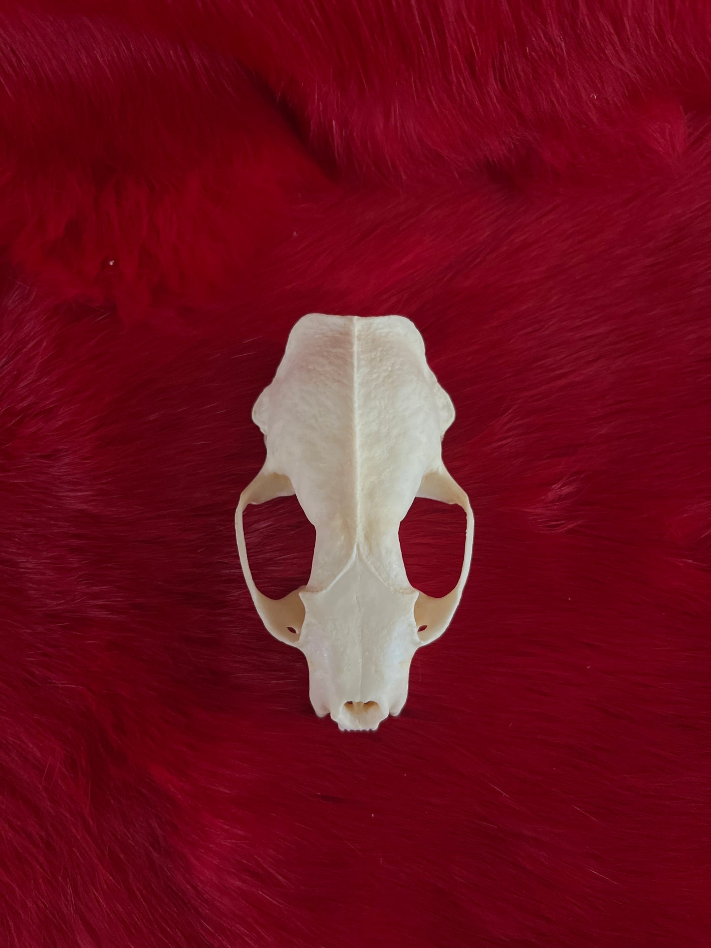 Mink Skull Without Jaw
