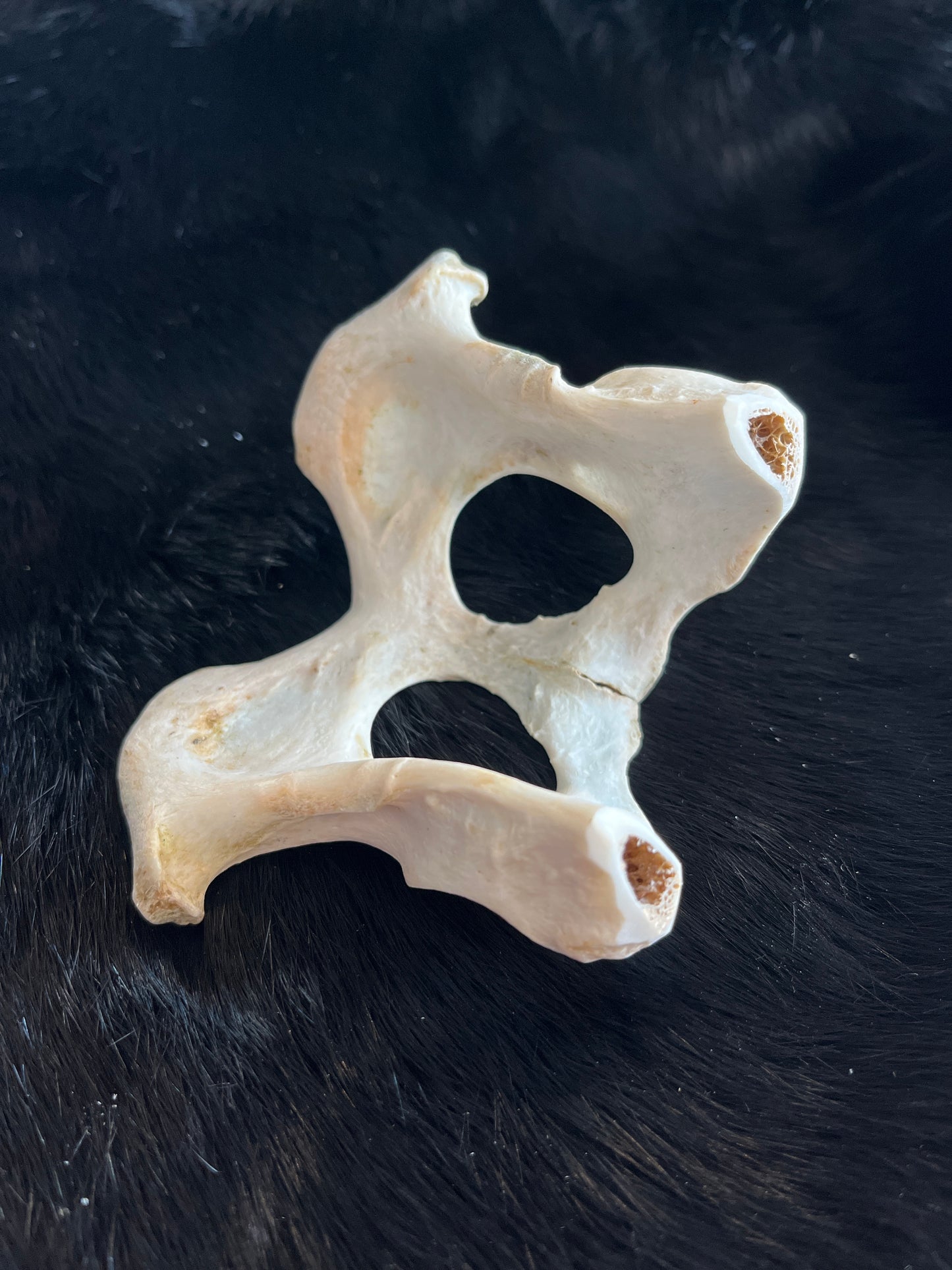 Bone Hair Pin Brooch, Kit