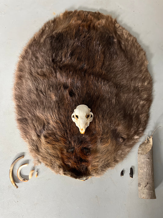 Beaver Education Kit