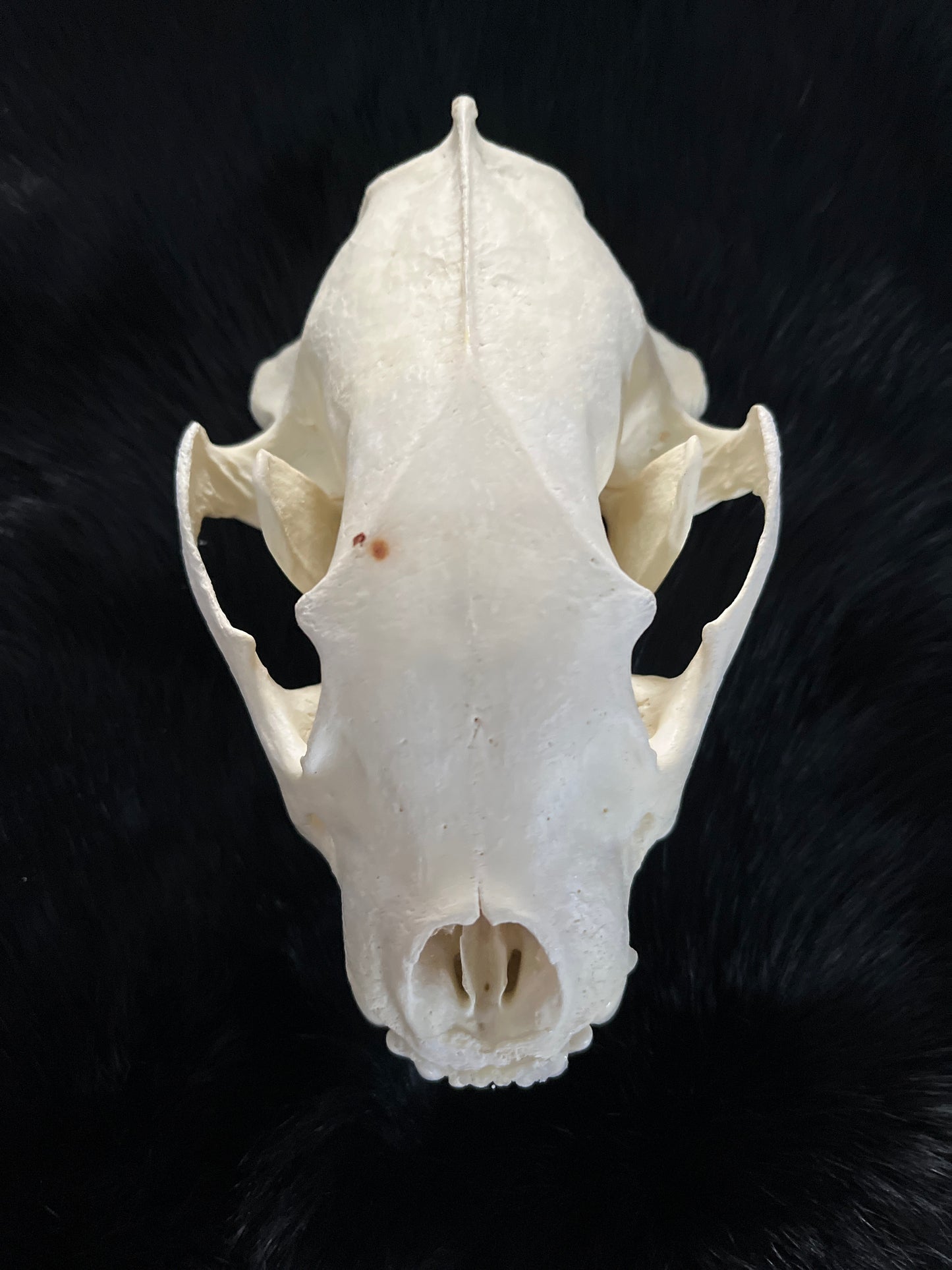 Wolverine Skull - Imperfect