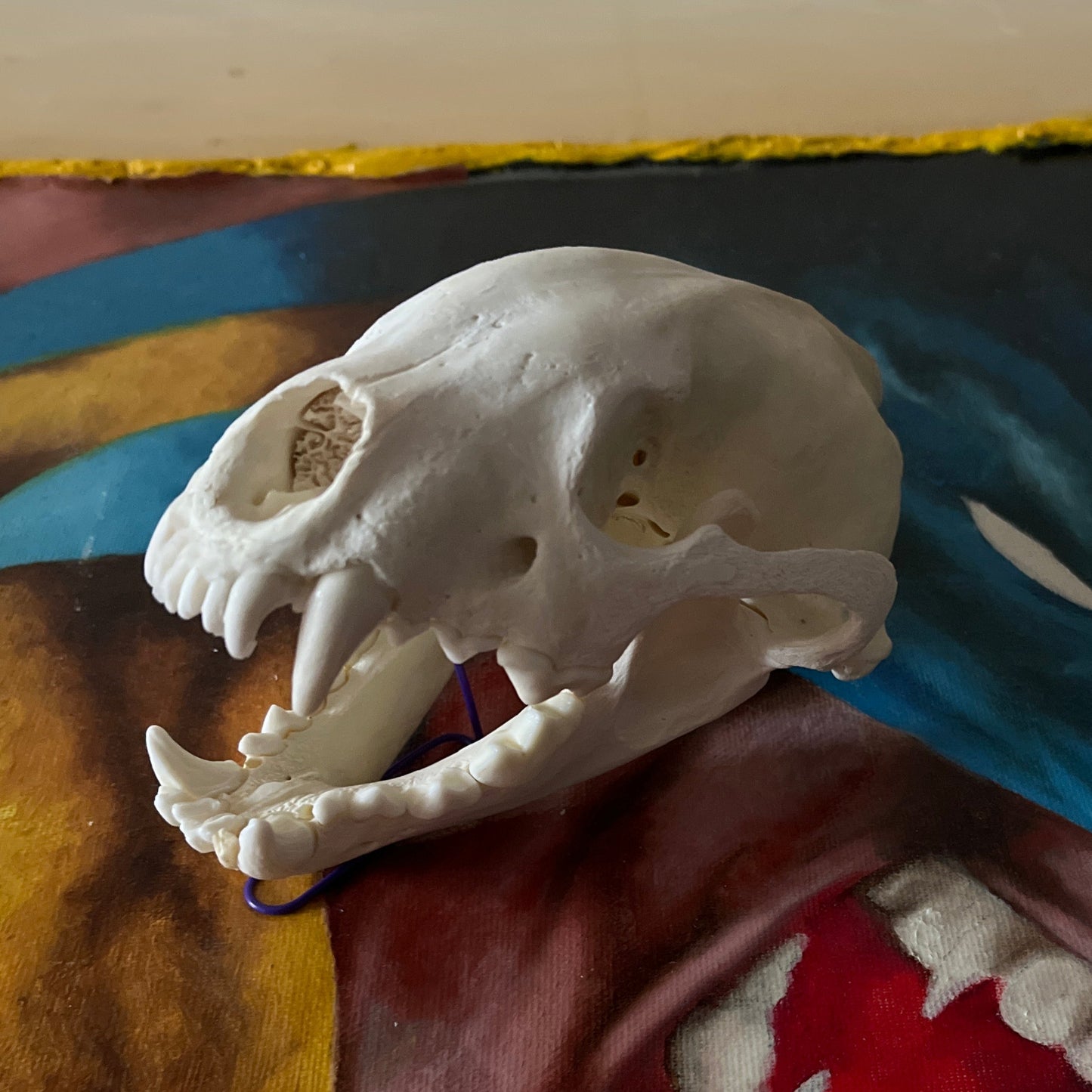 Wolverine Skull - Imperfect