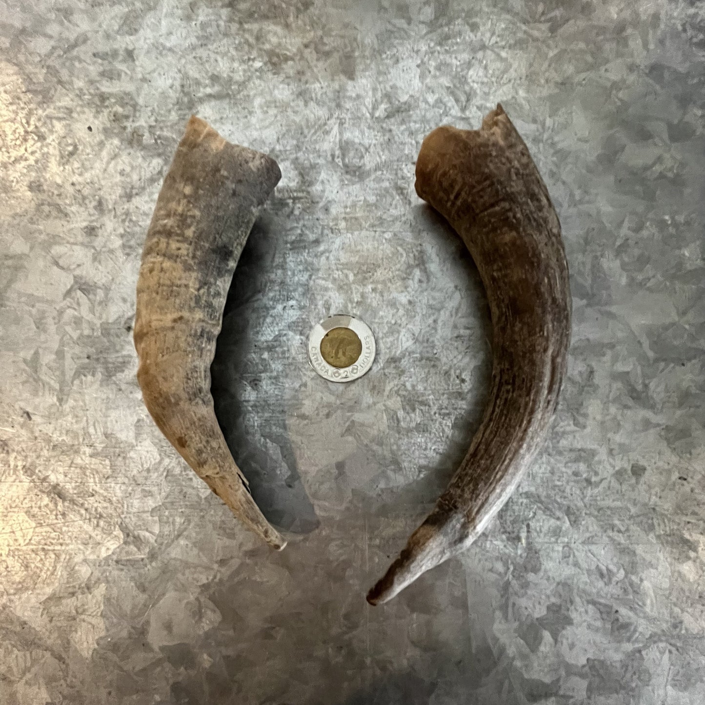 Goat Horns
