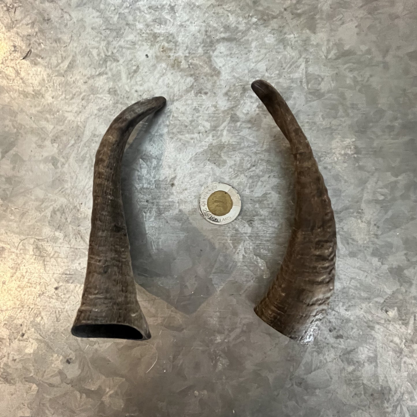 Goat Horns