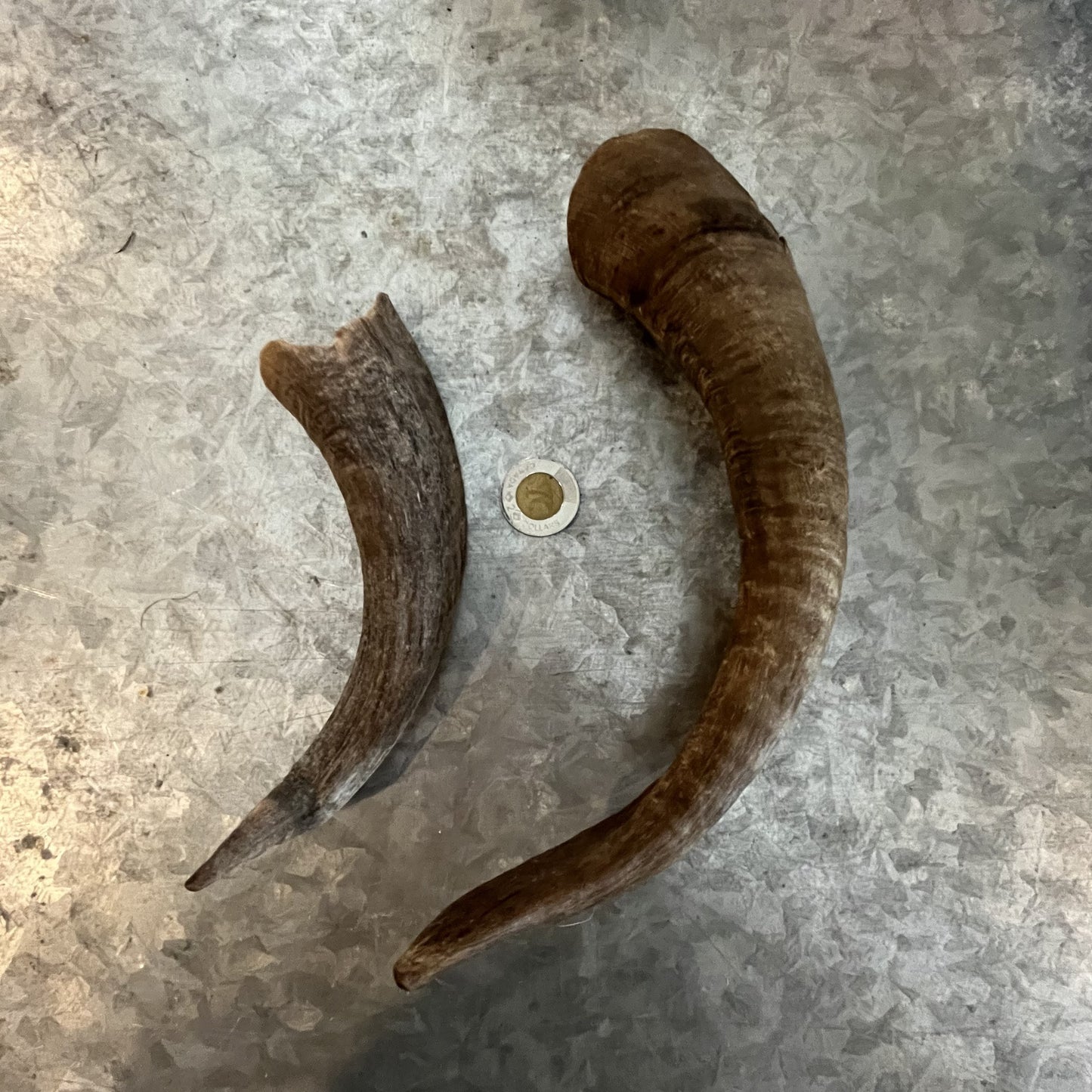 Goat Horns