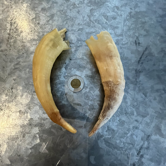 Goat Horns Bleached
