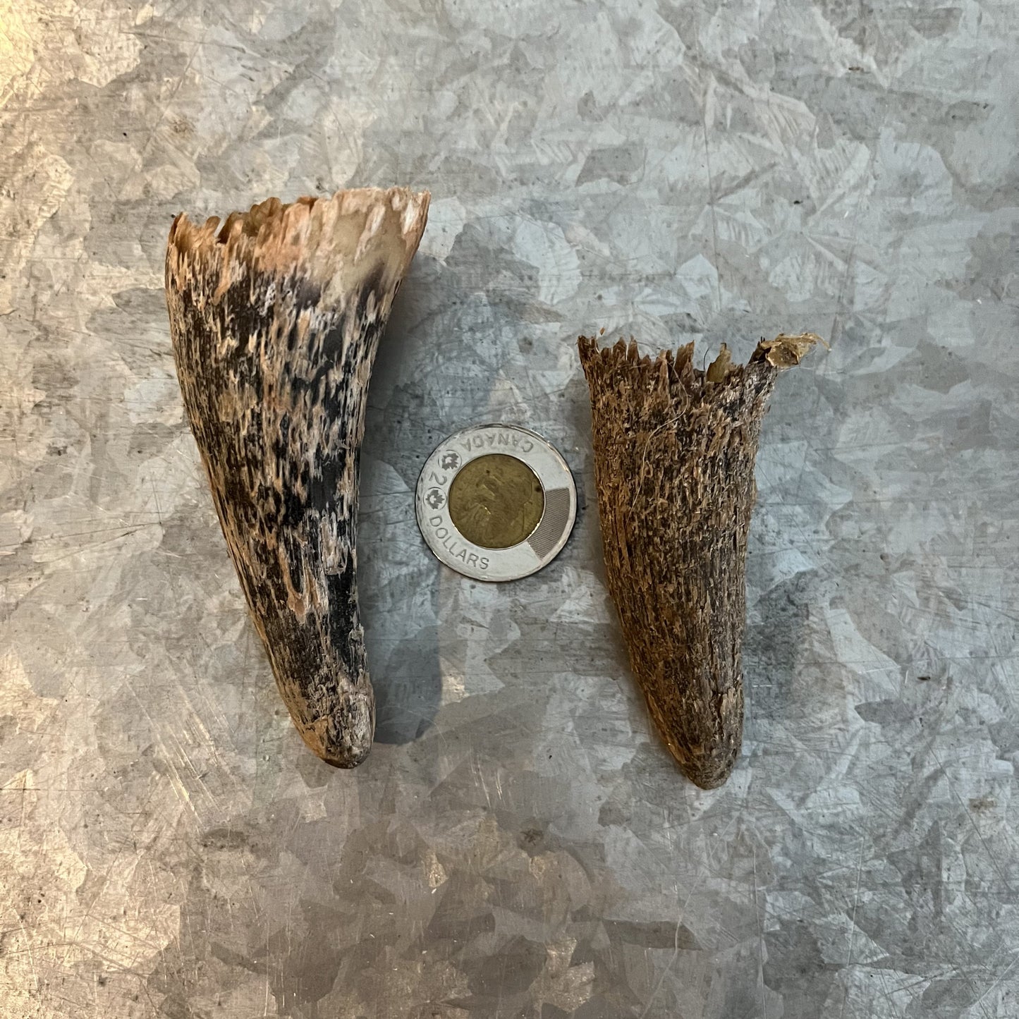 Petite corne de bétail, simple
