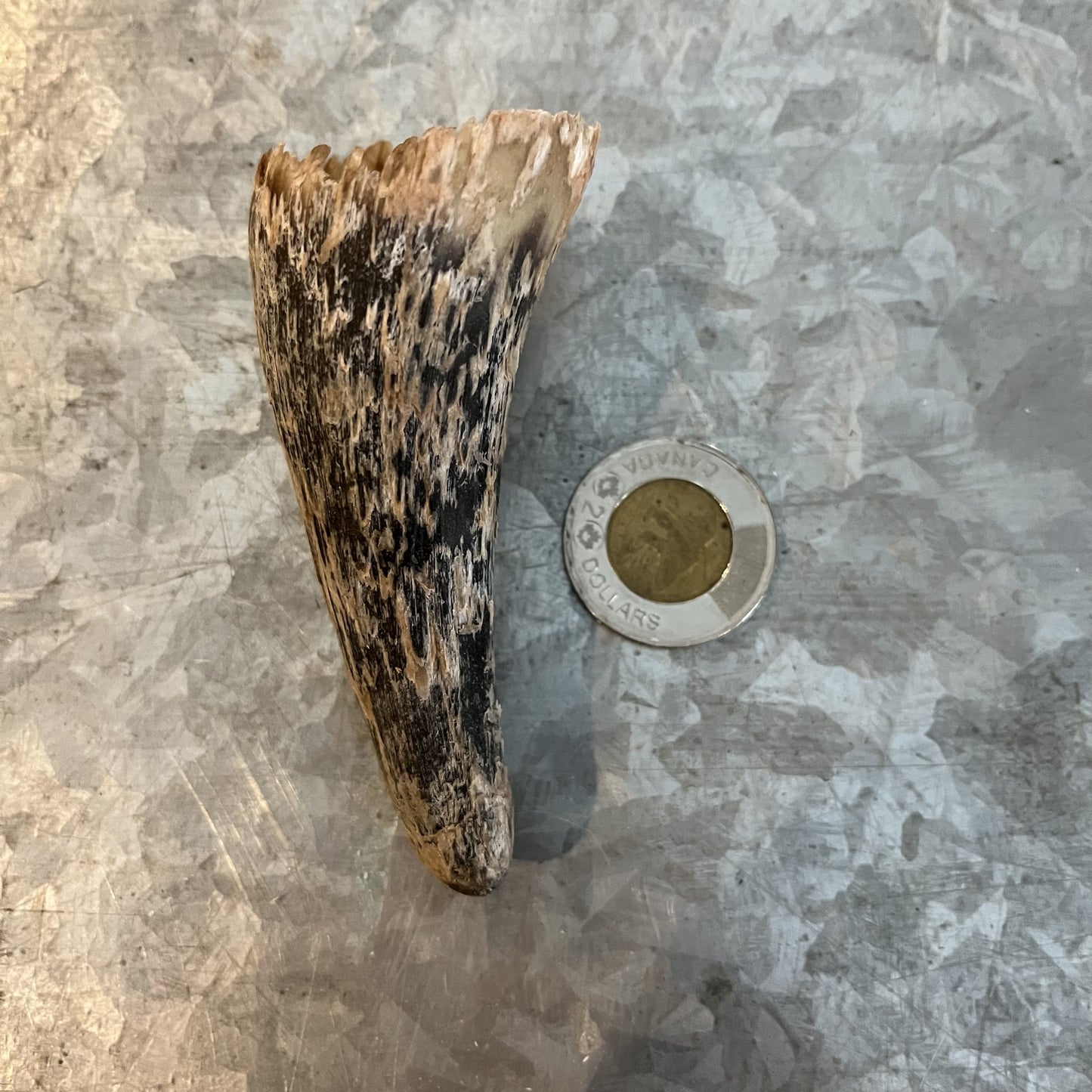 Petite corne de bétail, simple