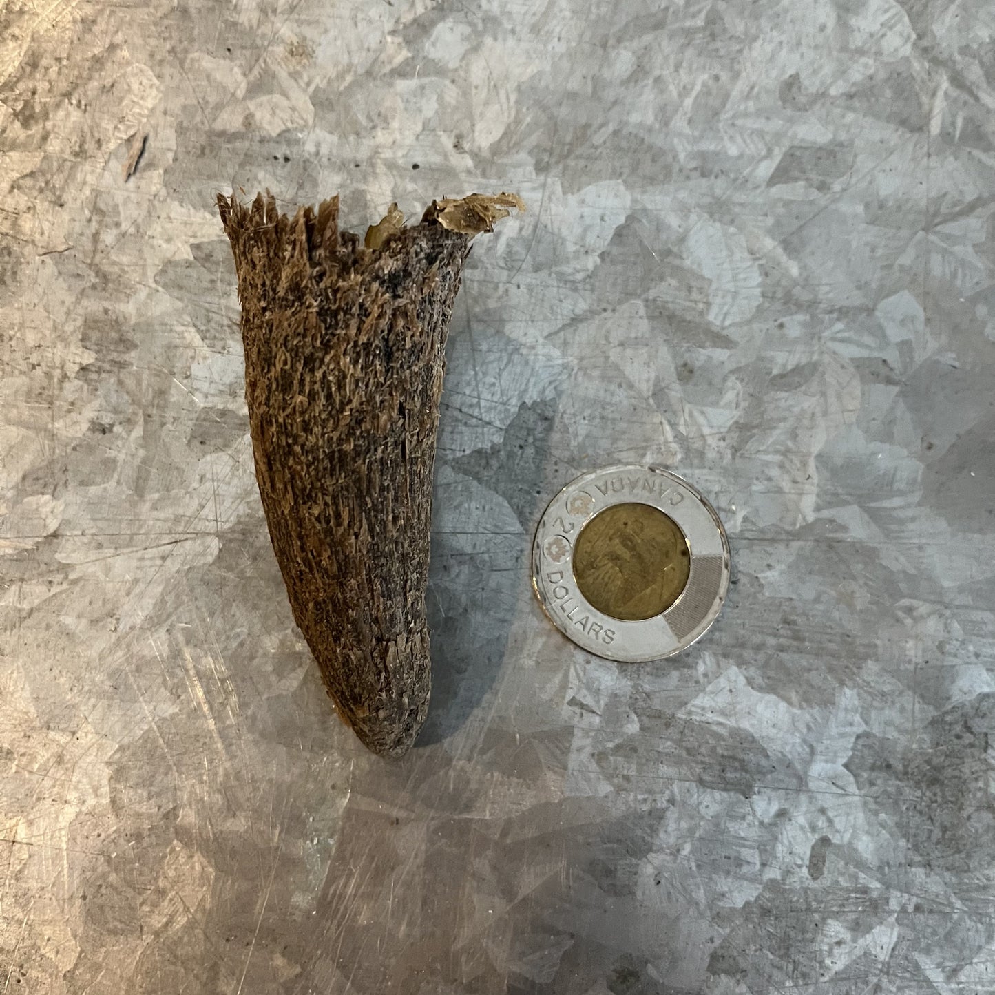 Petite corne de bétail, simple