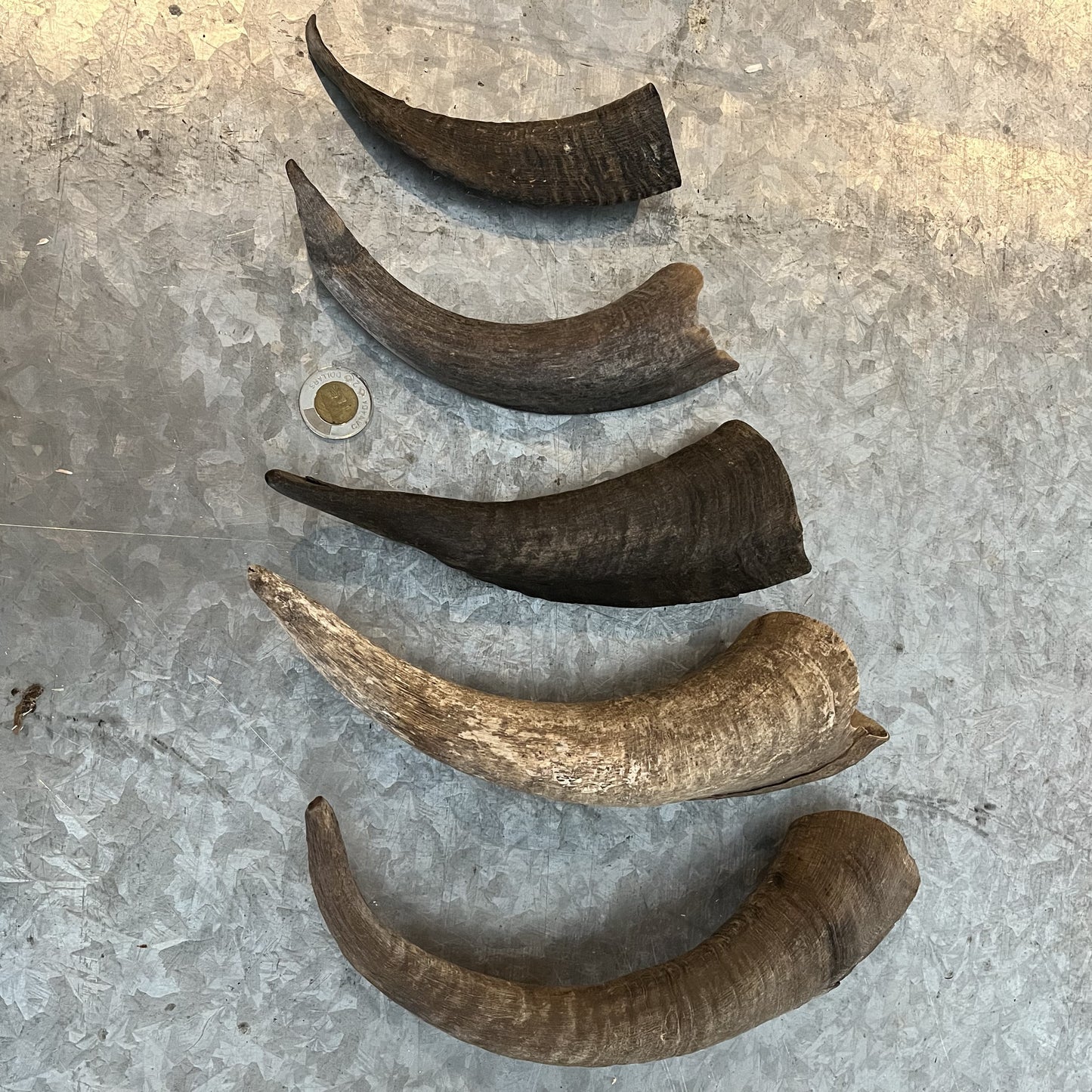 Goat Horns